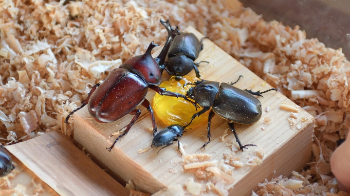 夏の想い出を紡ぐ！かやぶき絆工房プラン